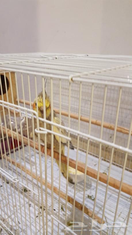 أنثى كروان مع 4 فروخ64183941105537110