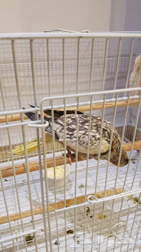 أنثى كروان مع 4 فروخ64183941105537111