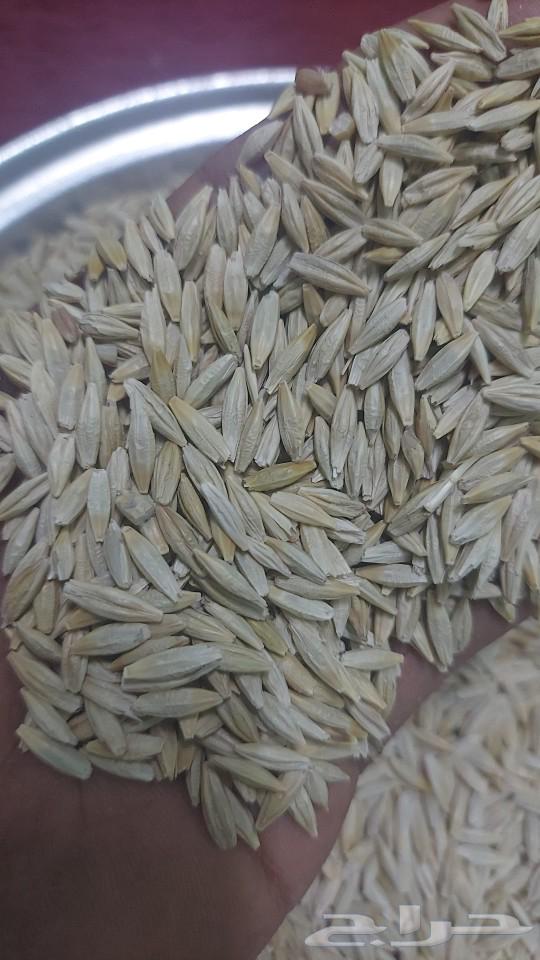 شعير سداسي وشعير يمني قصيمي64181204249217111