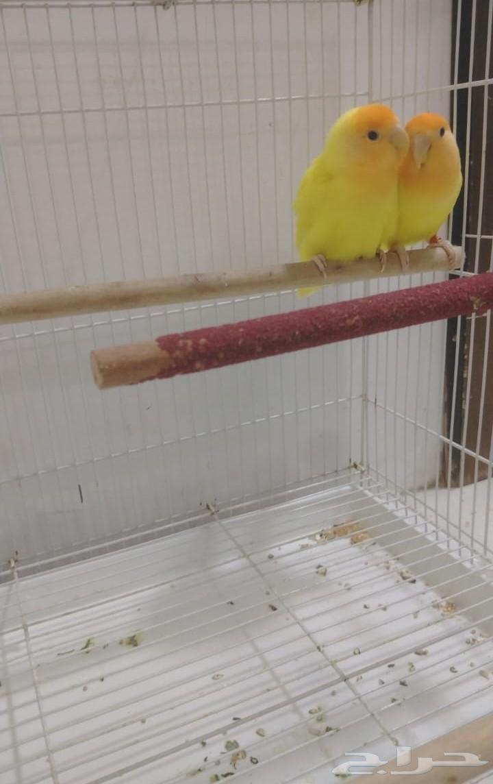 زوج روز لاتينو64186072844291110