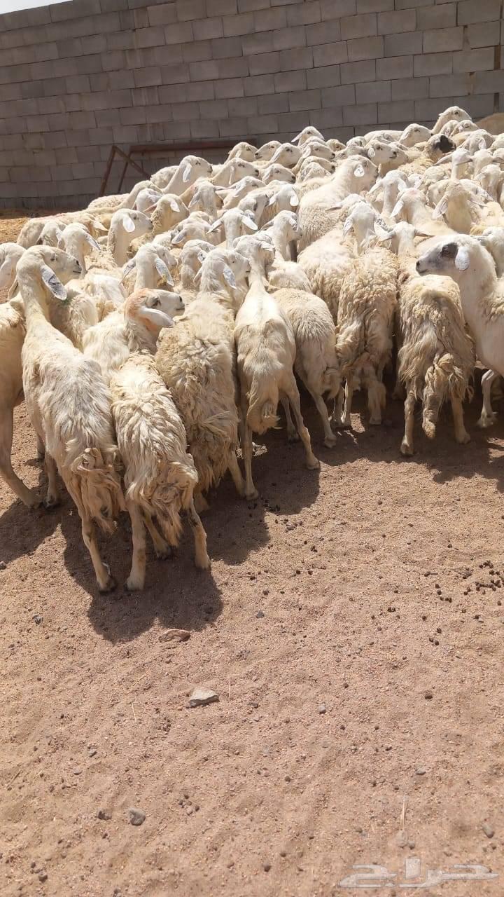 غنم للبيع حريه حرش64179772354689114