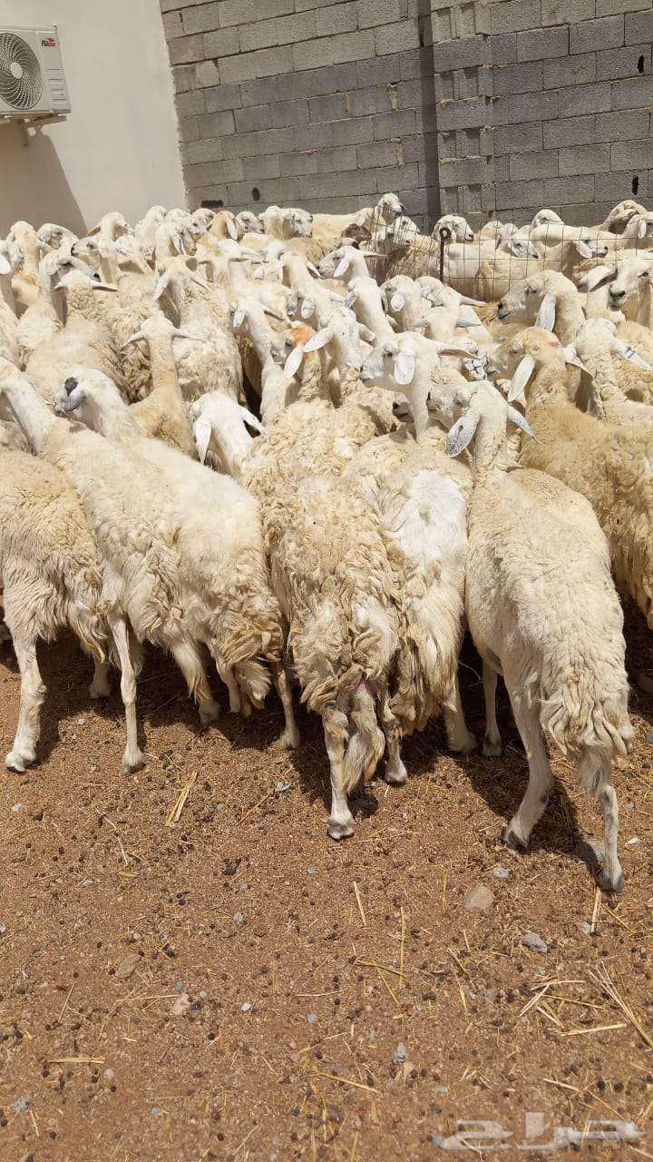 غنم للبيع حريه حرش64179772354689111