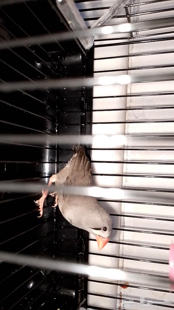 Zebra Finch64198358575746111