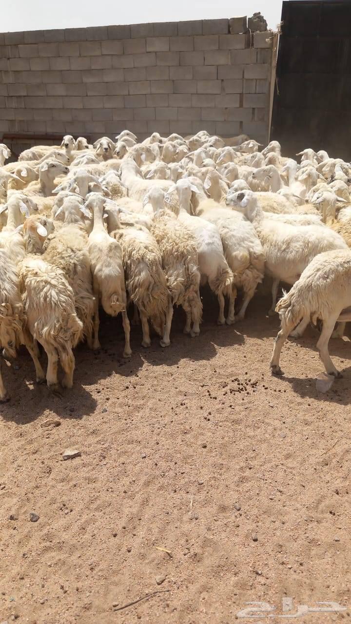 غنم للبيع حريه حرش64179772354689110