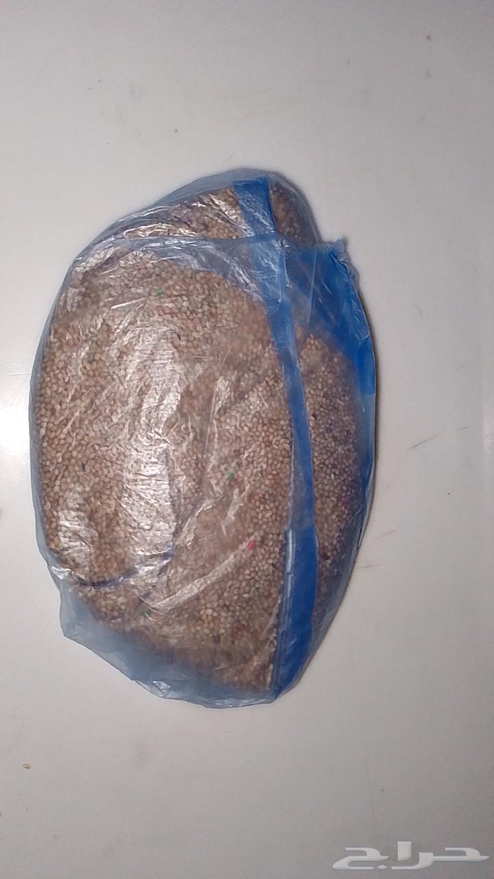 Zebra Finch64198358575746112