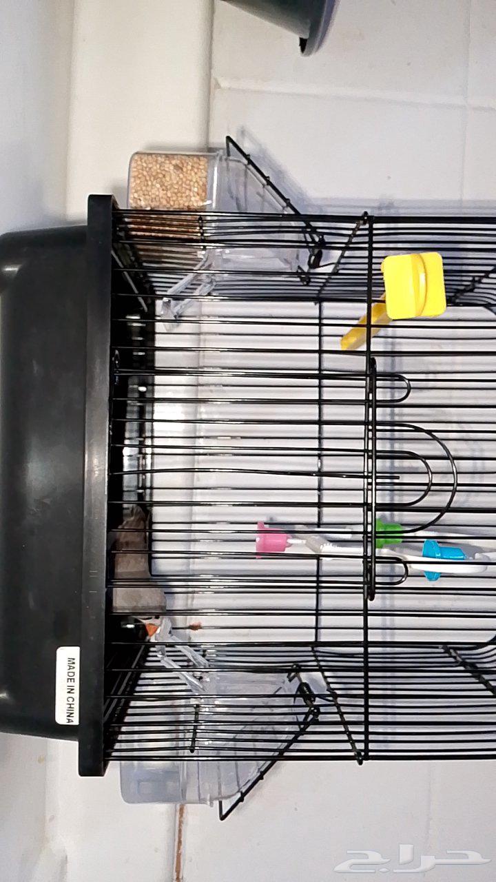 Zebra Finch64198358575746110