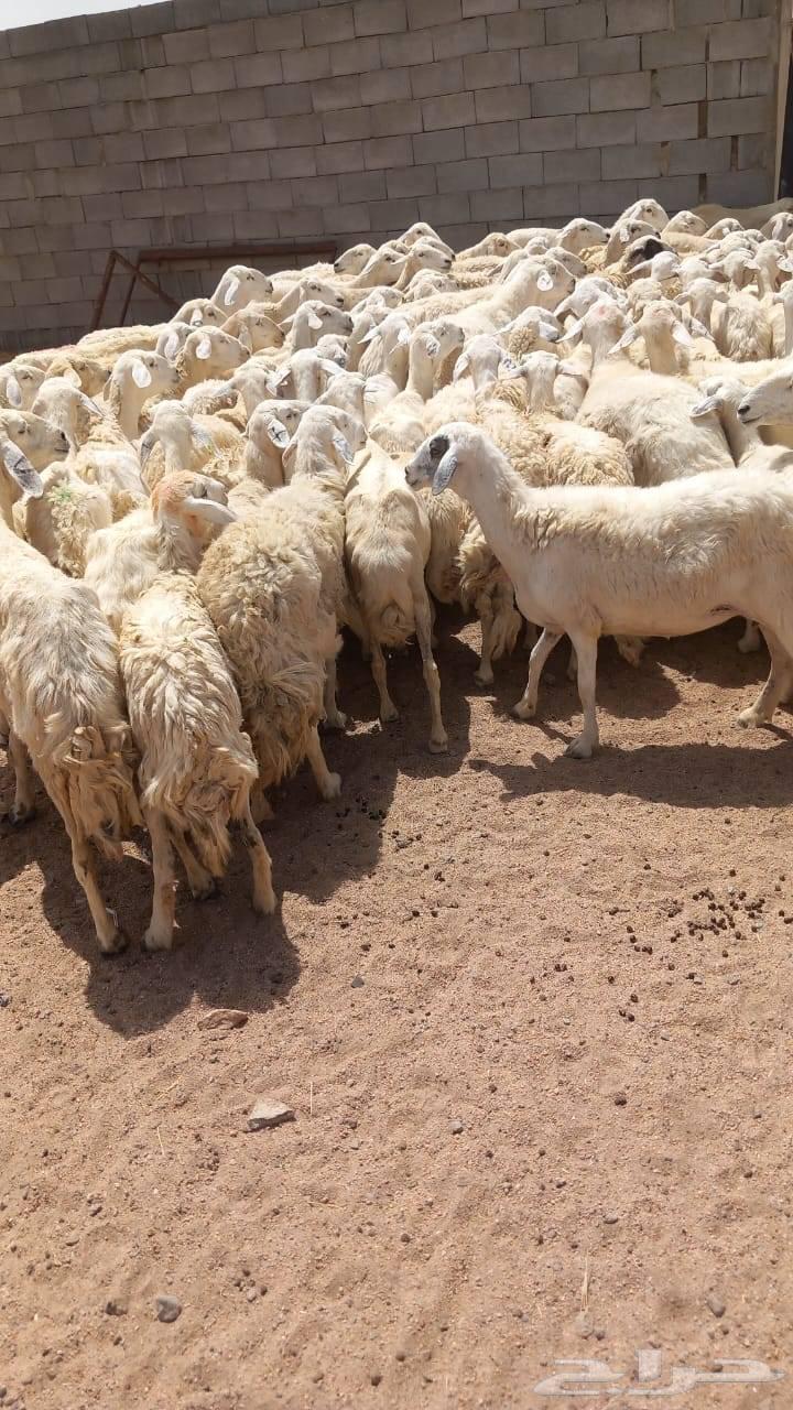 غنم للبيع حريه حرش64179772354689113