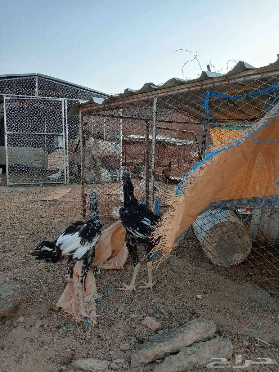 ديكه بكستاني سندي اعمره سته شهور64197693070082112