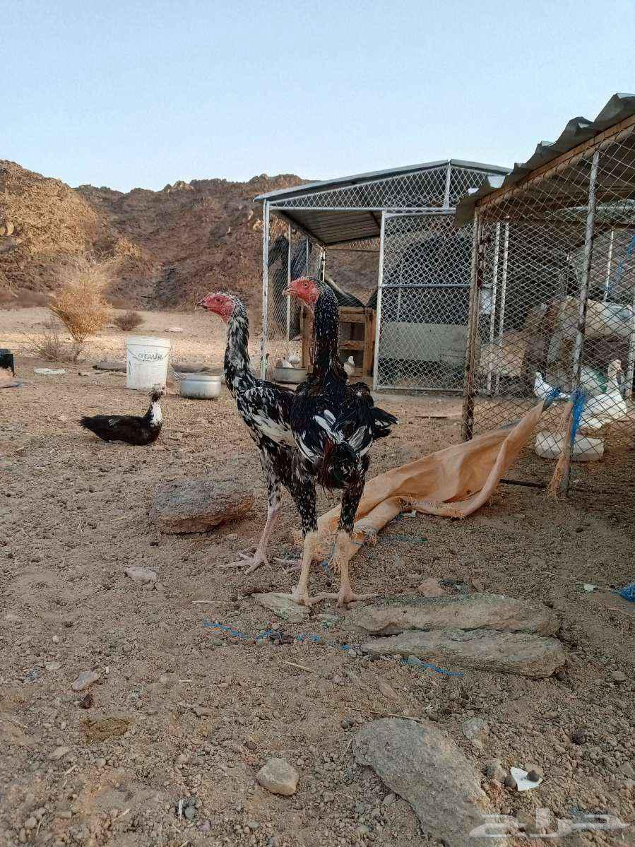 ديكه بكستاني سندي اعمره سته شهور64197693070082111