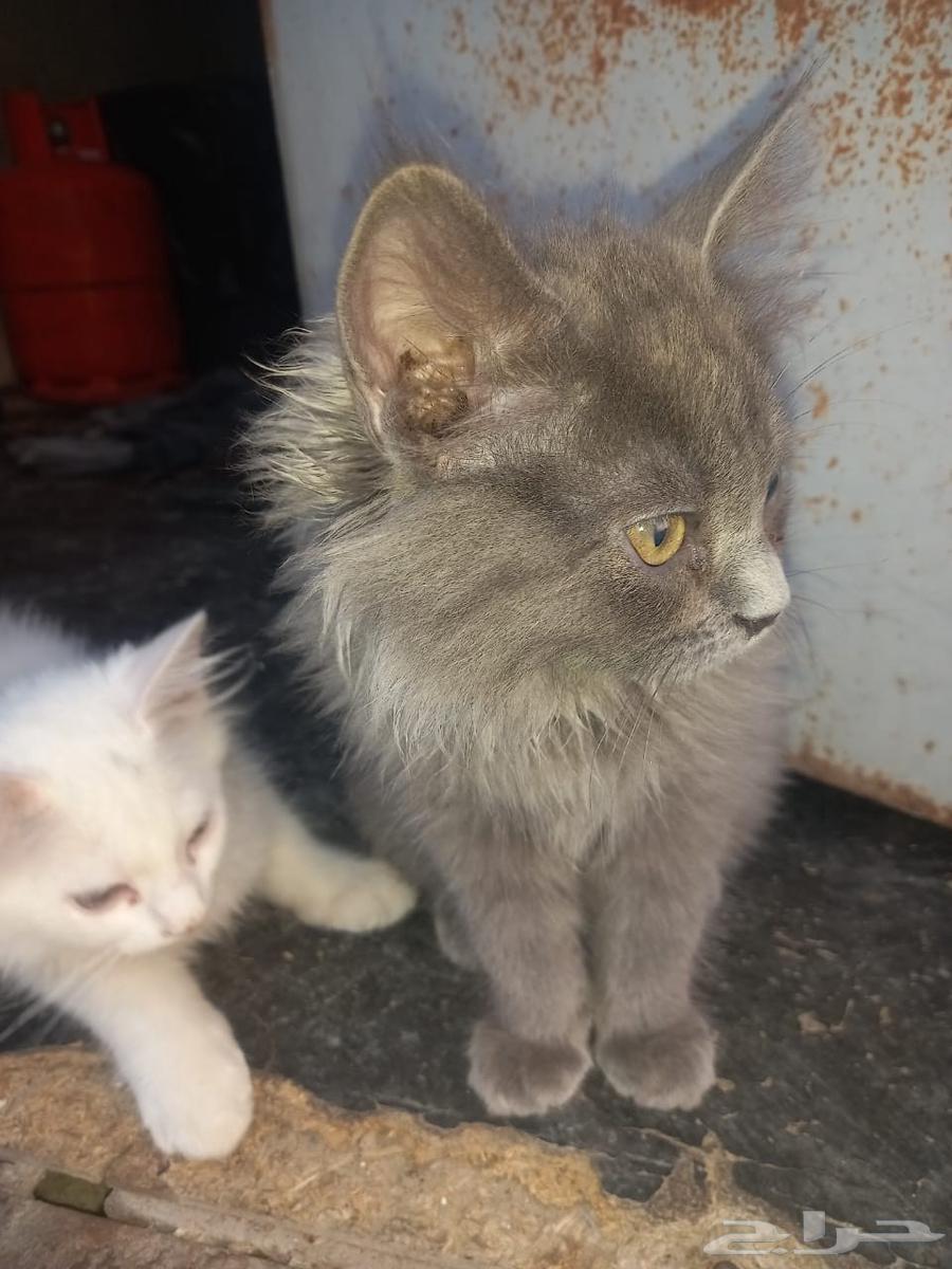 قطط شيرازي نوع ذكر64200515827714110