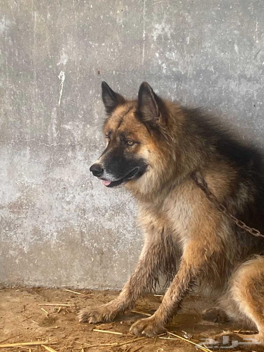 للبيع - زوج فاخر من الكلاب المدربة نقدم لكم63844447595138112