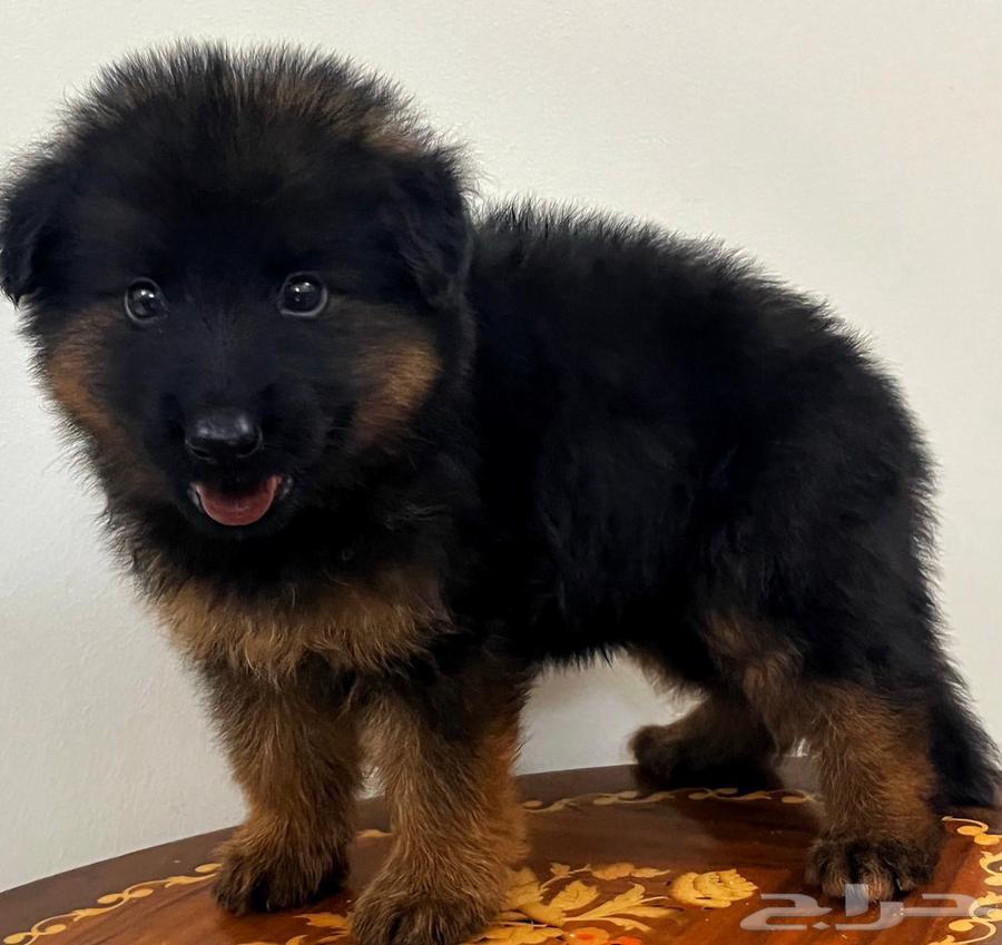 German Shepherd Pure for Sale63849870897025110