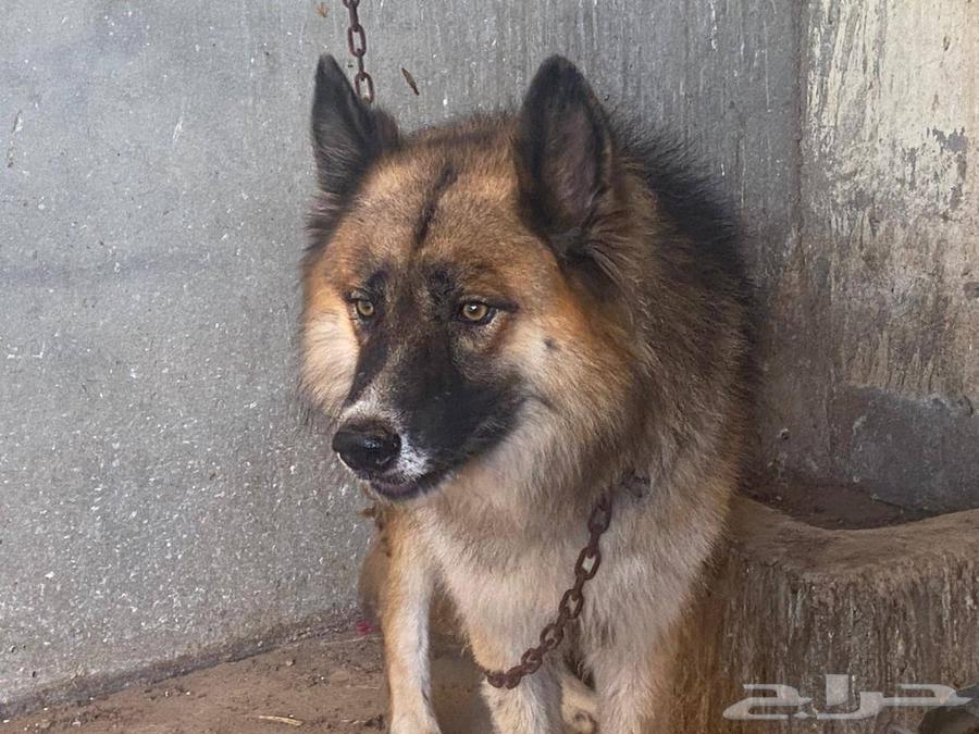 للبيع - زوج فاخر من الكلاب المدربة نقدم لكم63844447595138110