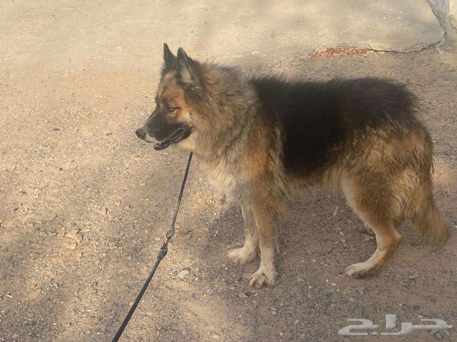 للبيع - زوج فاخر من الكلاب المدربة نقدم لكم63844447595138111