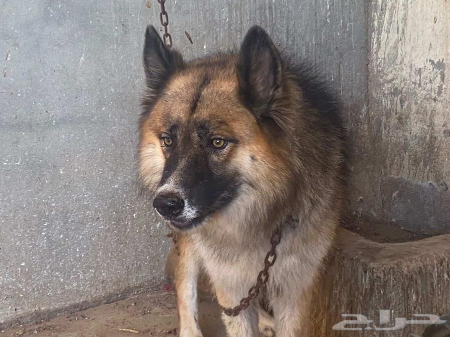 للبيع - زوج فاخر من الكلاب المدربة نقدم لكم63844447595138113