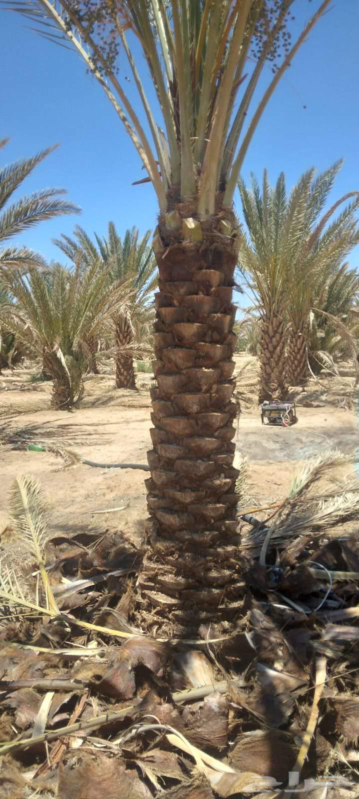 Palm and Fence Contractor63613674120321113