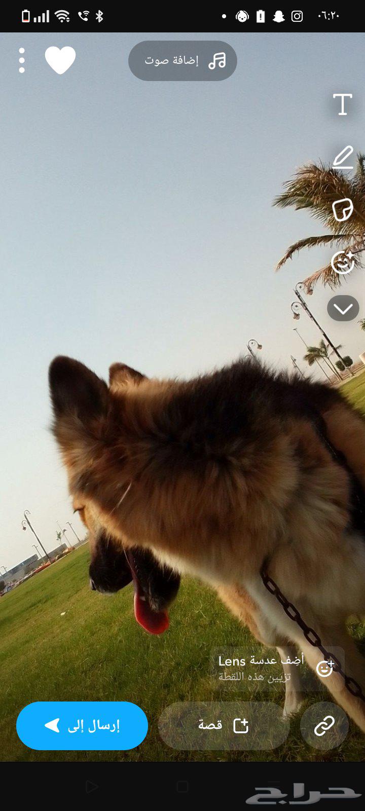 للبيع - زوج فاخر من الكلاب المدربة نقدم لكم63844447595138114