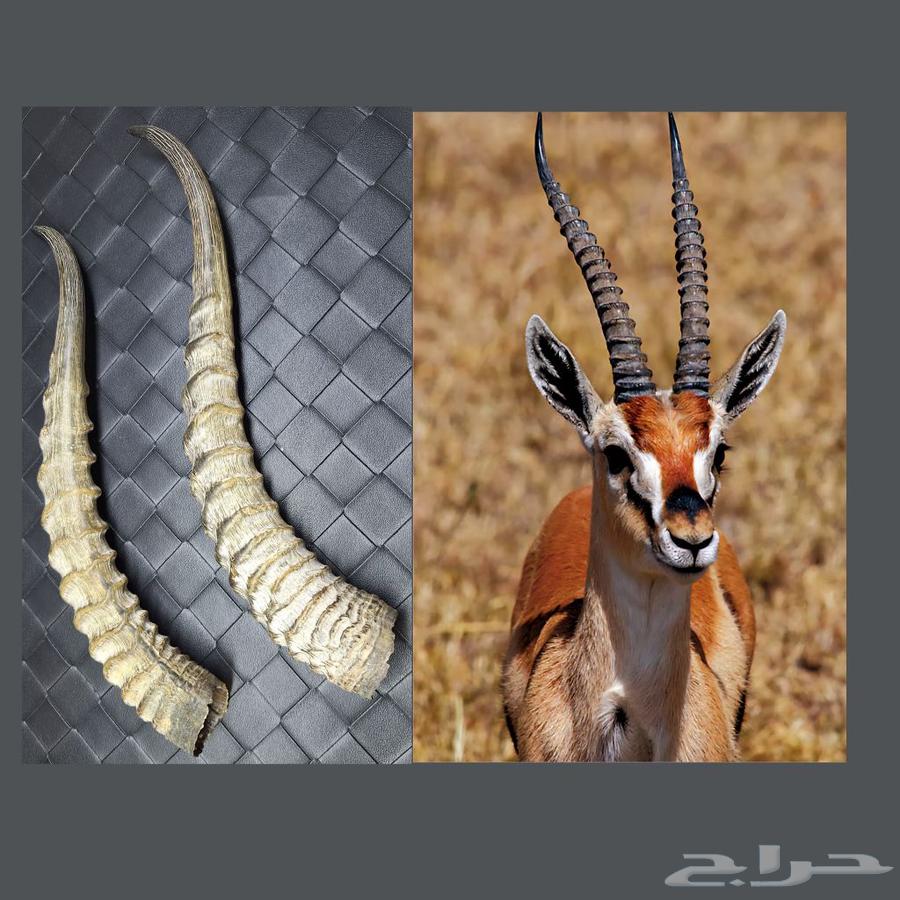 قرن غزال الريم انتيك64213597679106110
