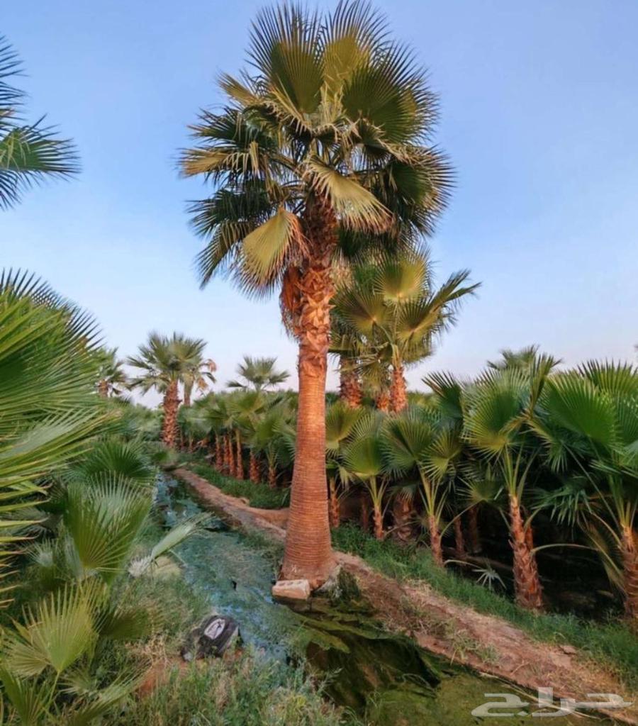 نخل واشنطن زينه64214012504067112