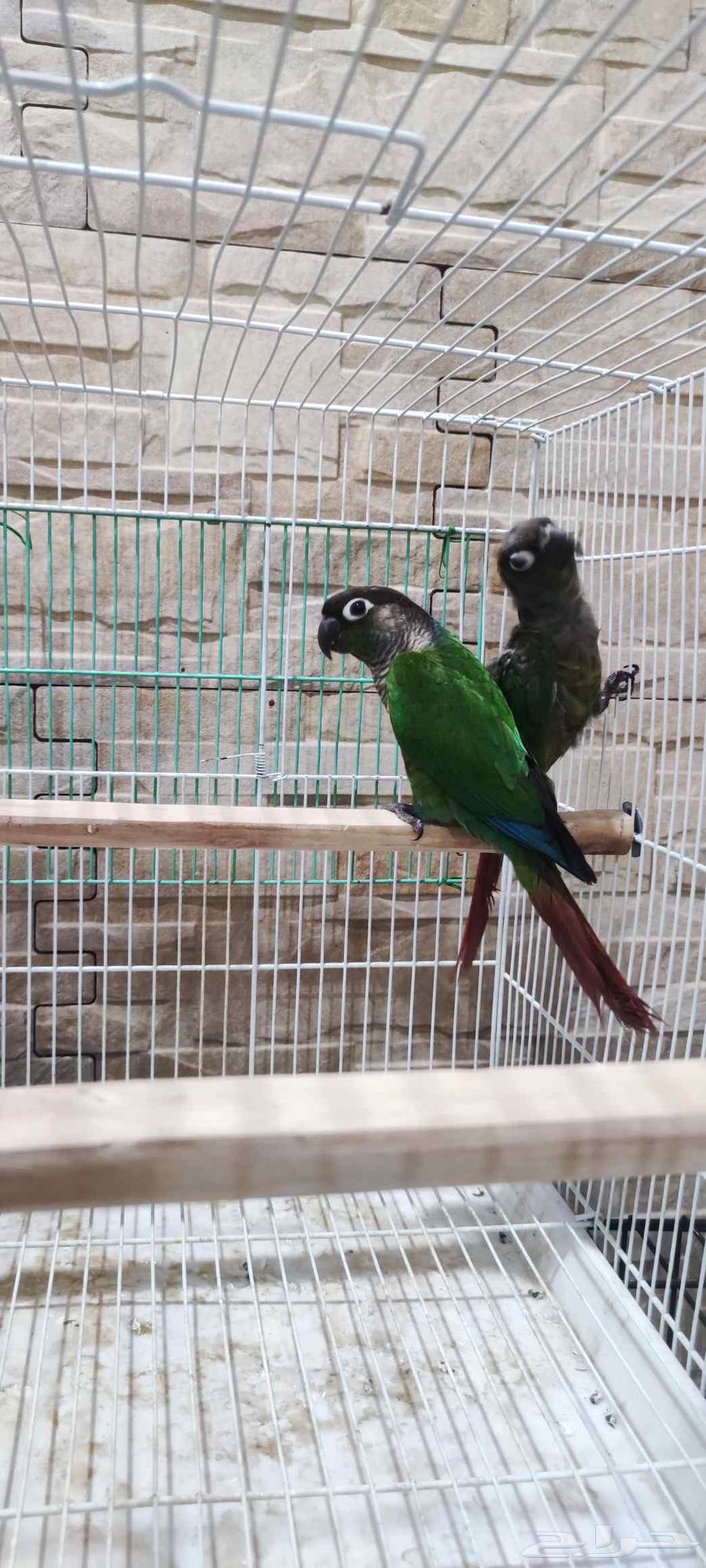 زوج كنيور قرين شيك64212558940291110