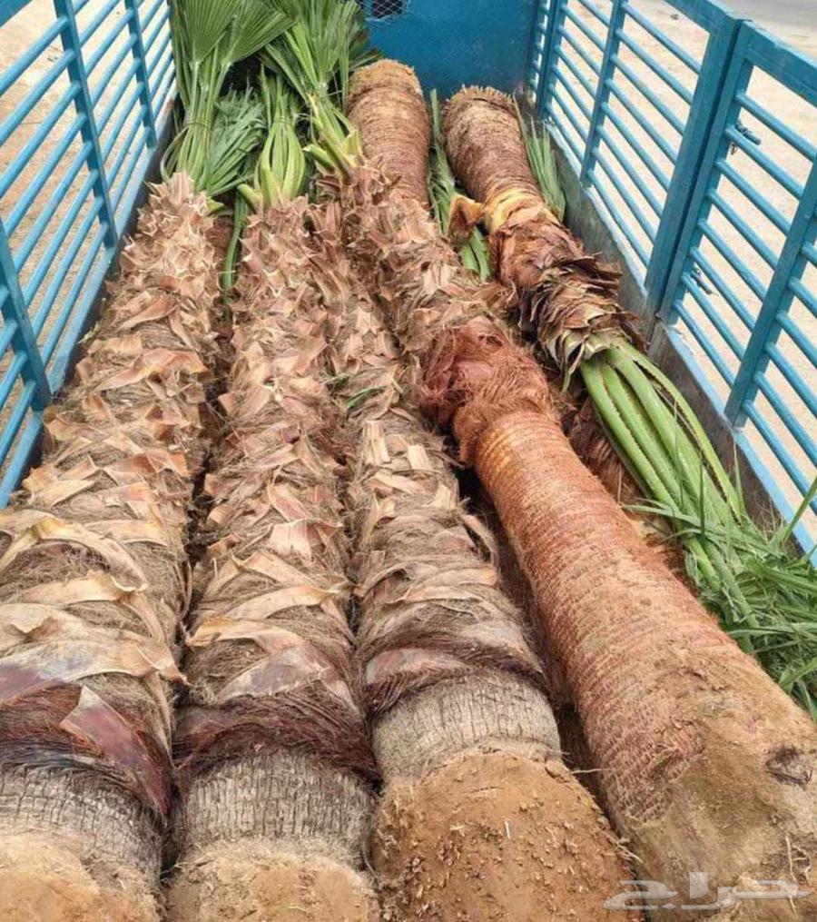 Washingtonia palm trees for sale, Washingtonia palms in Arabic64224686735618111