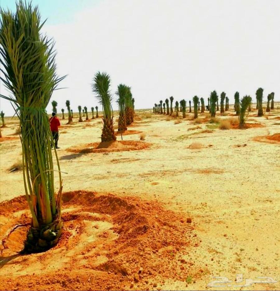Fruit-bearing palm trees, Naqail, Juthayth, Washingtonia, Iklas, Skri, Barhi, Saffa'i, Shishi64213597930883113