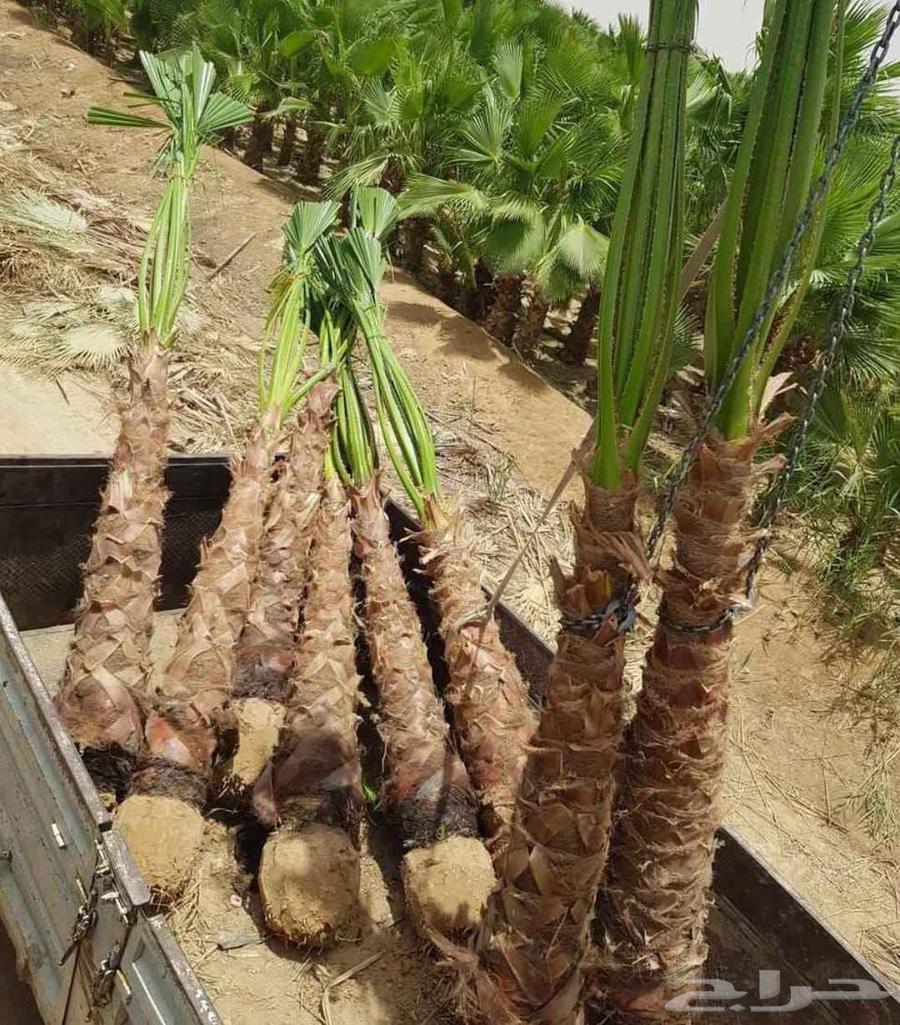 Washingtonia palm trees for sale, Washingtonia palms in Arabic64224686735618112
