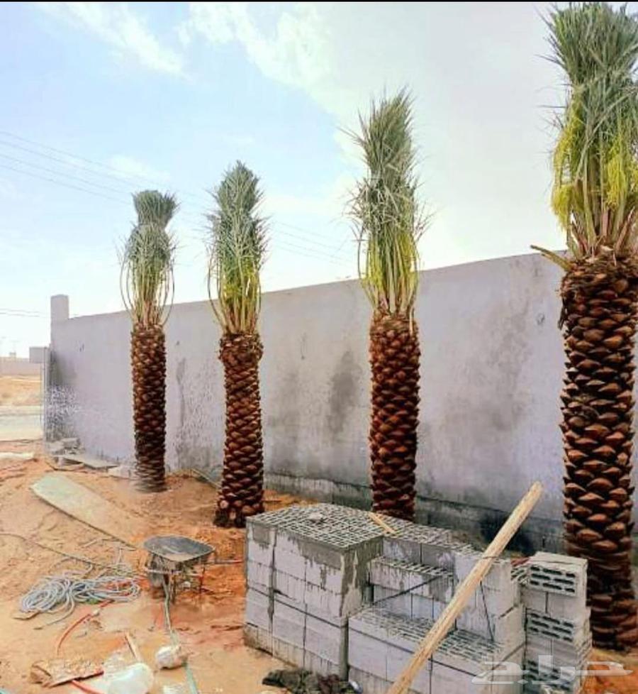 Fruit-bearing palm trees, Naqail, Juthayth, Washingtonia, Iklas, Skri, Barhi, Saffa'i, Shishi64213597930883114