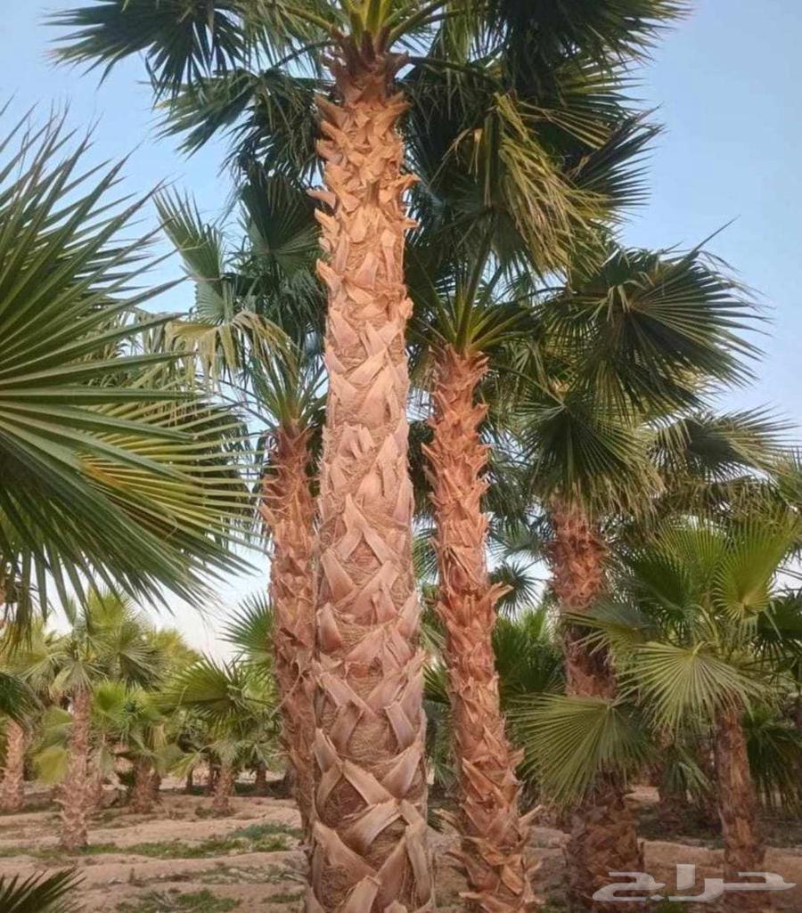 Washingtonia palm trees for sale, Washingtonia palms in Arabic64224686735618110