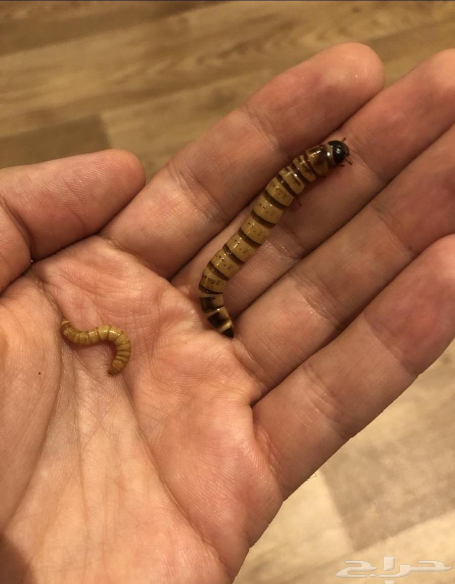 دود عتل سوبر وورم شرق الرياض64226186804738113