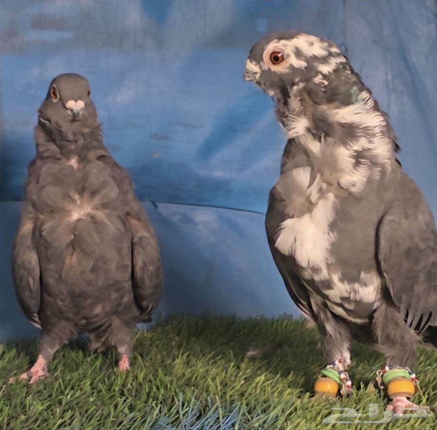 جوز كشكي بطل64226409762819113