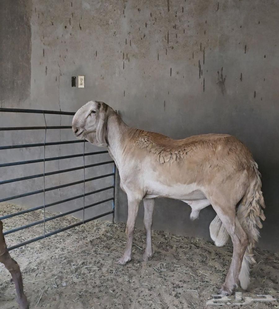 My six-year-old Sudanese stallion, imposing and powerful64226975200001110