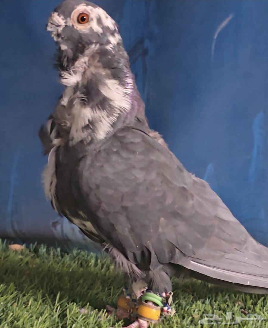 جوز كشكي بطل64226409762819111