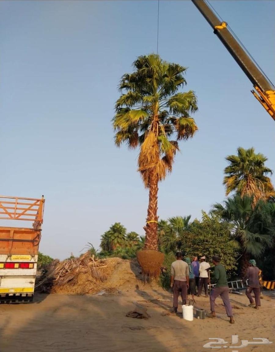 نخل واشنطن زينه64214012504067113