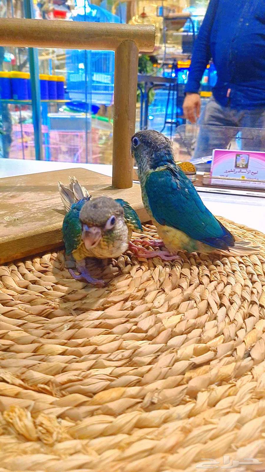 فروخ كنيور بلو تركواز64228759803139111