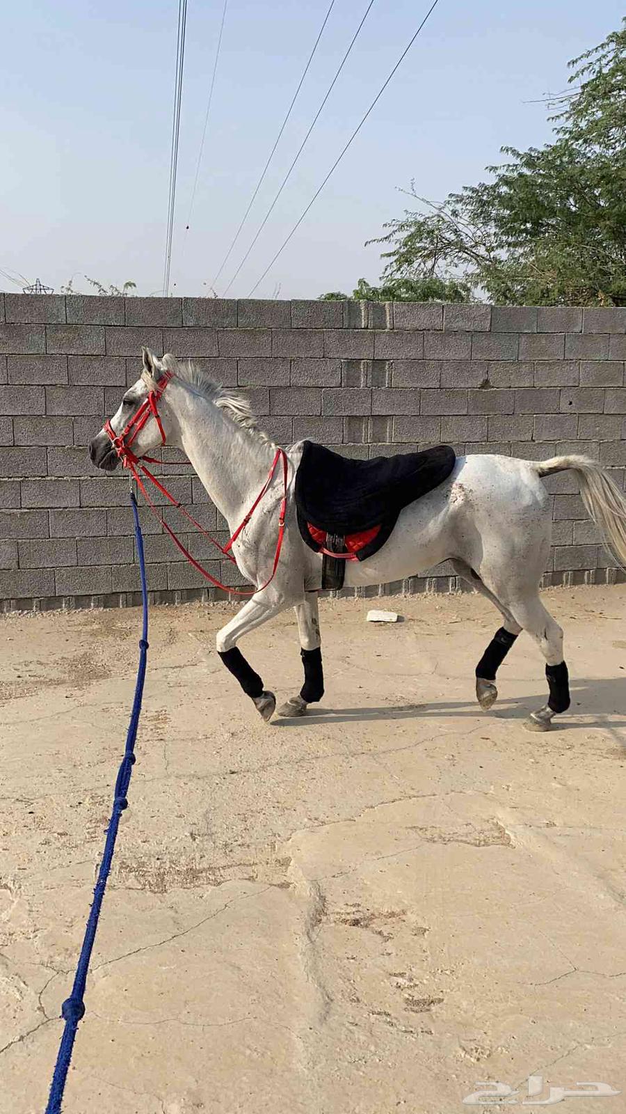 العدد ثمانيه سته فحول عربيه البيع الشعبي وفرستين64212977149314114