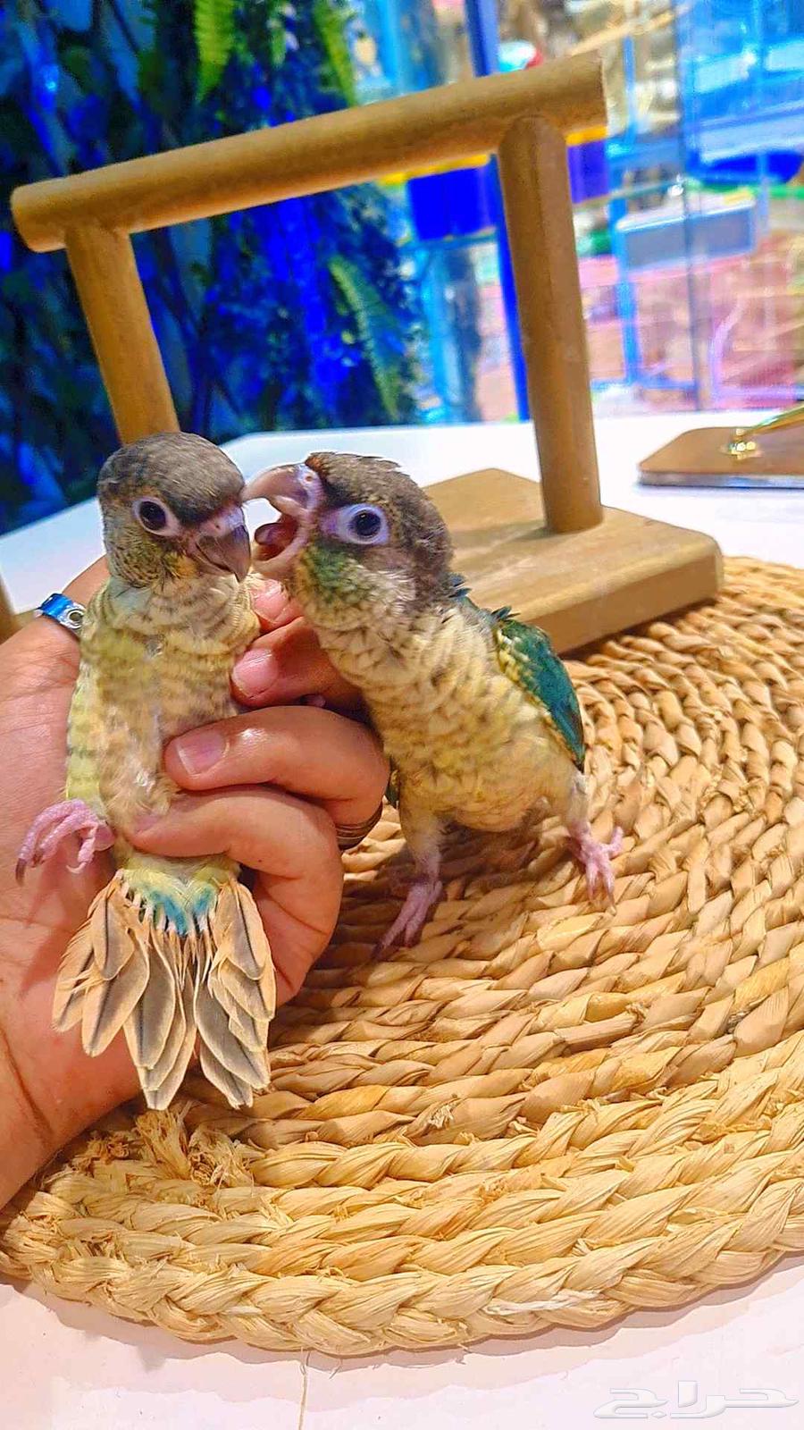 فروخ كنيور بلو تركواز64228759803139110