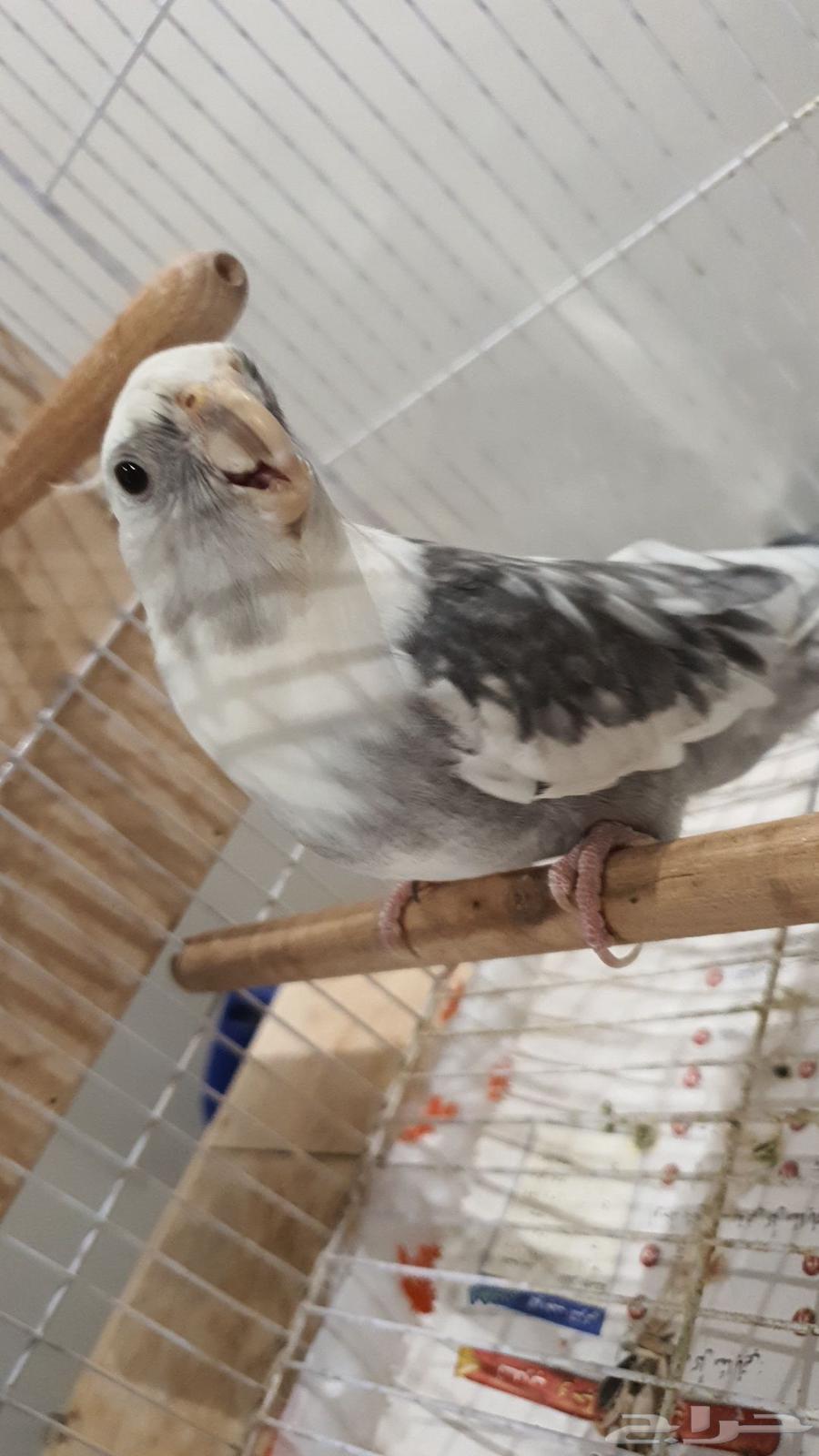 جوز كروان للبيع64225005060355112