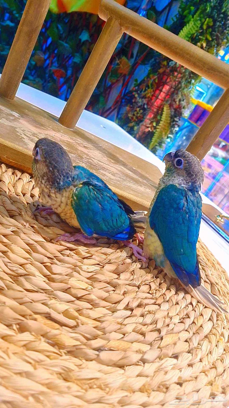 فروخ كنيور بلو تركواز64228759803139113