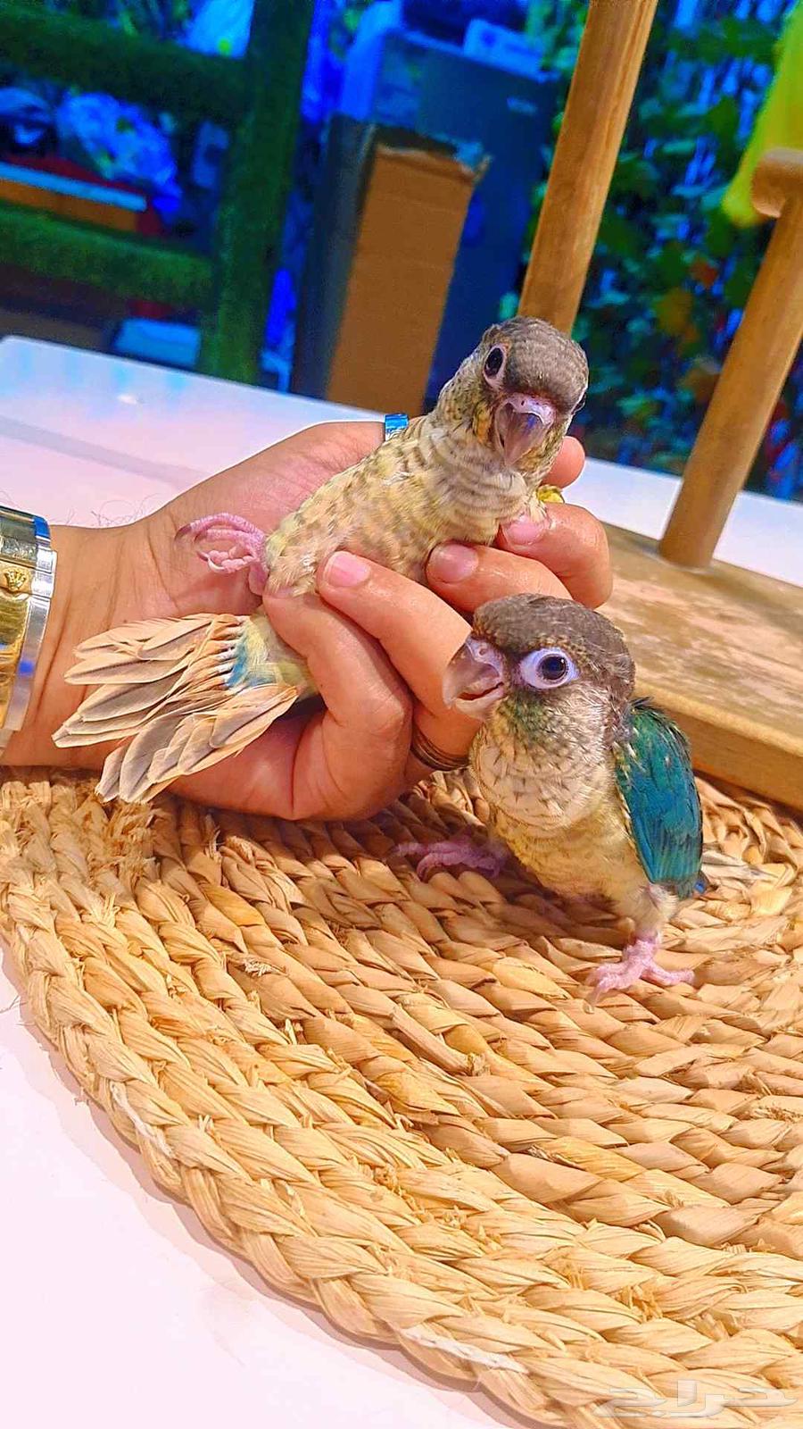 فروخ كنيور بلو تركواز64228759803139114