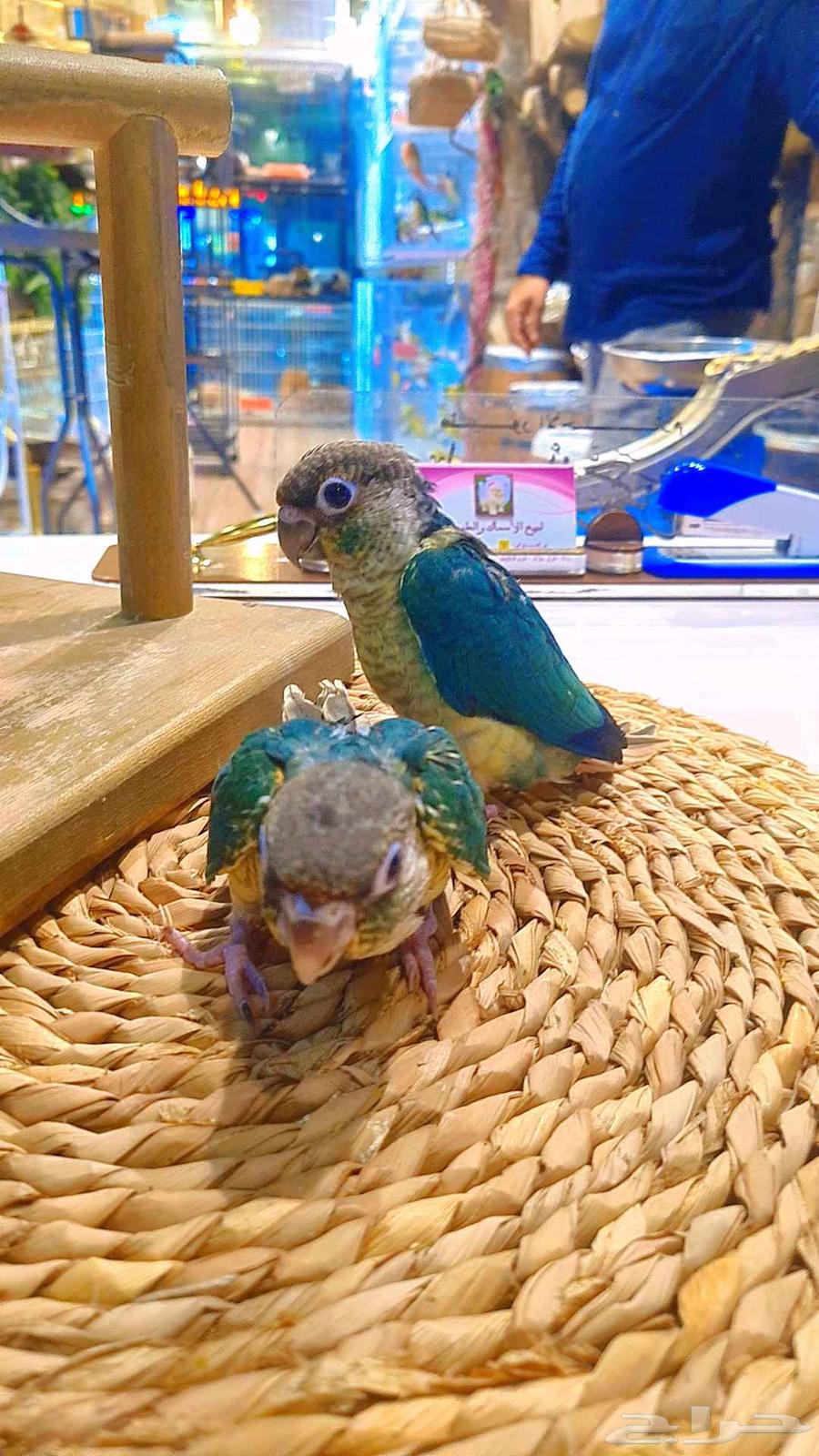 فروخ كنيور بلو تركواز64228759803139112