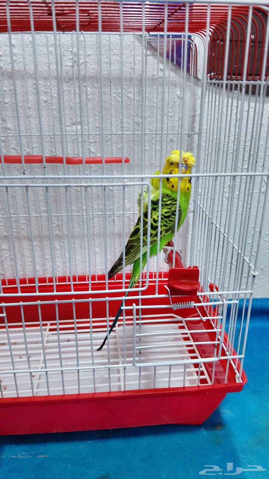 بادجي هوقو64219041786626110