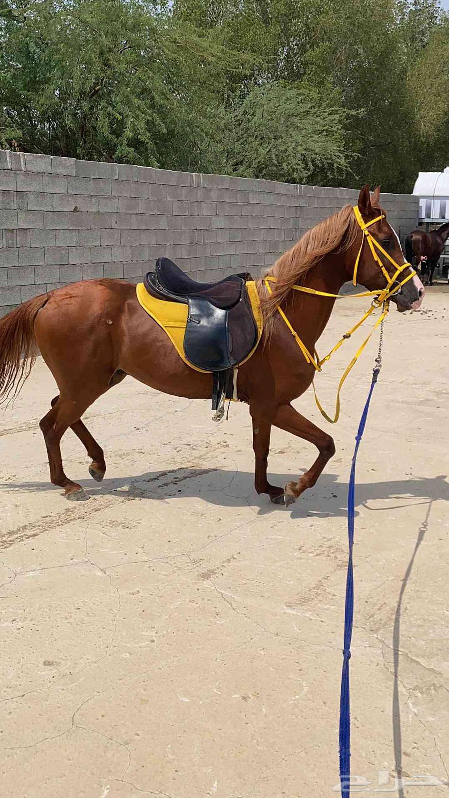 العدد ثمانيه سته فحول عربيه البيع الشعبي وفرستين64212977149314113