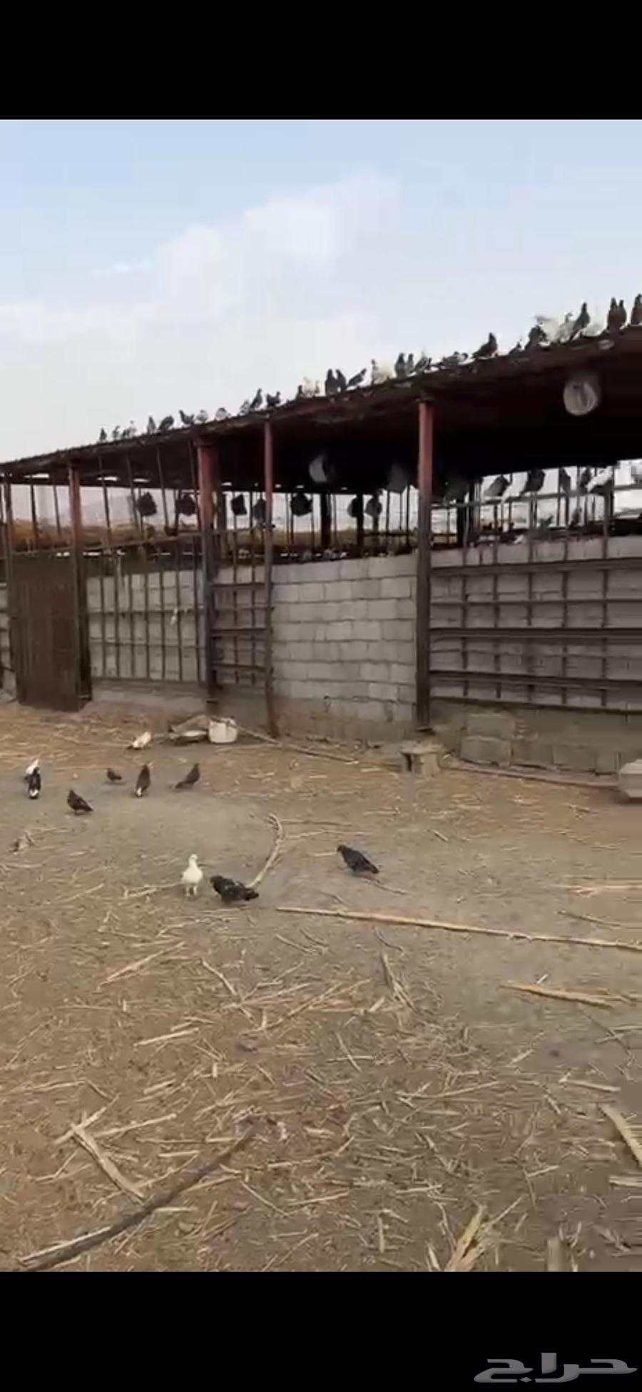 حمام للبيع64216118459650111