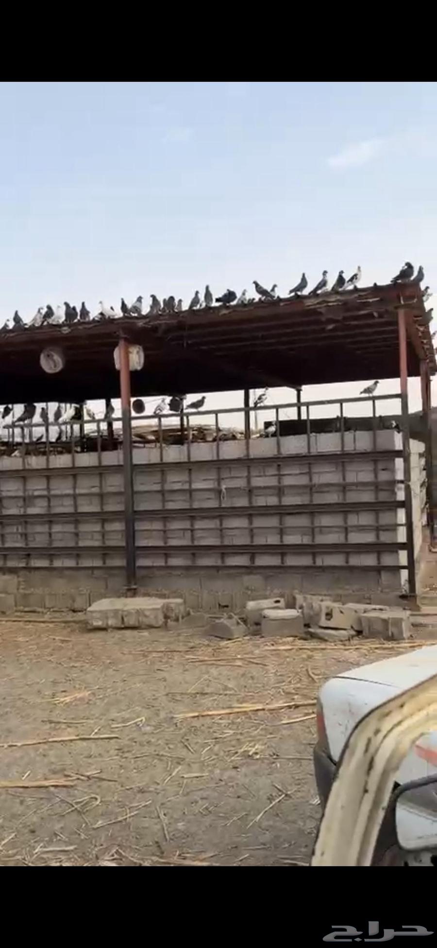 حمام للبيع64216118459650113