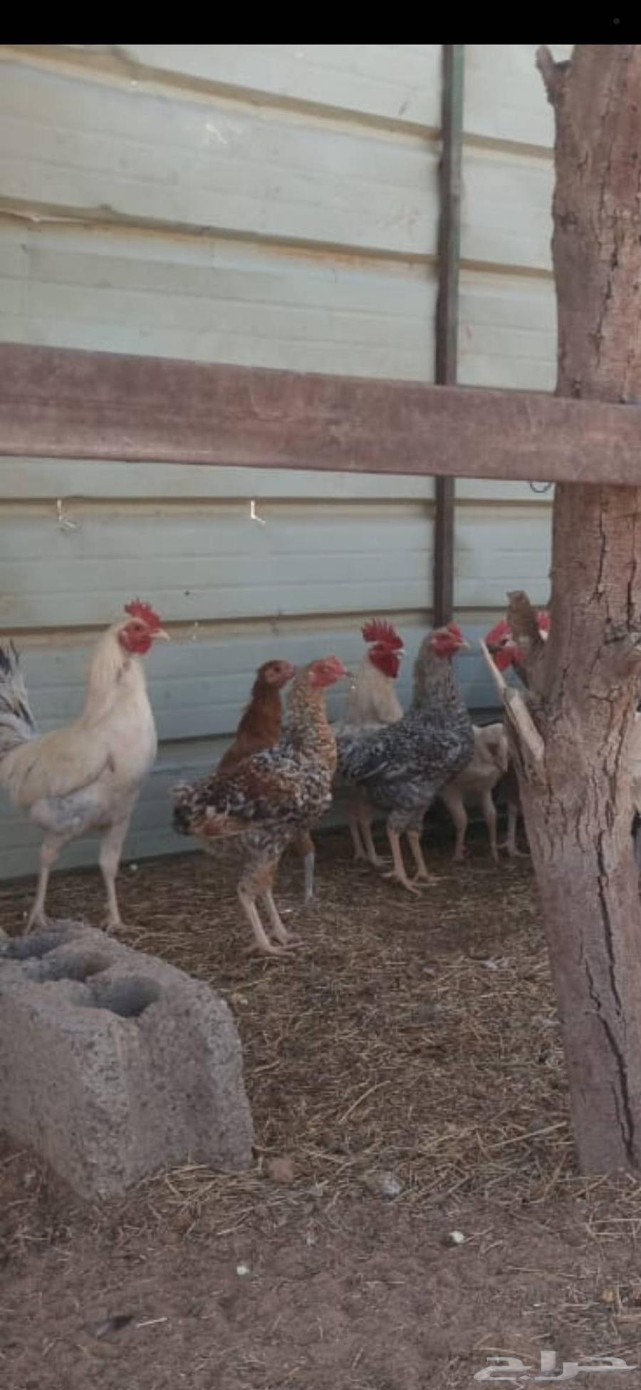 ديوك بلدي للبيع64215655907202112