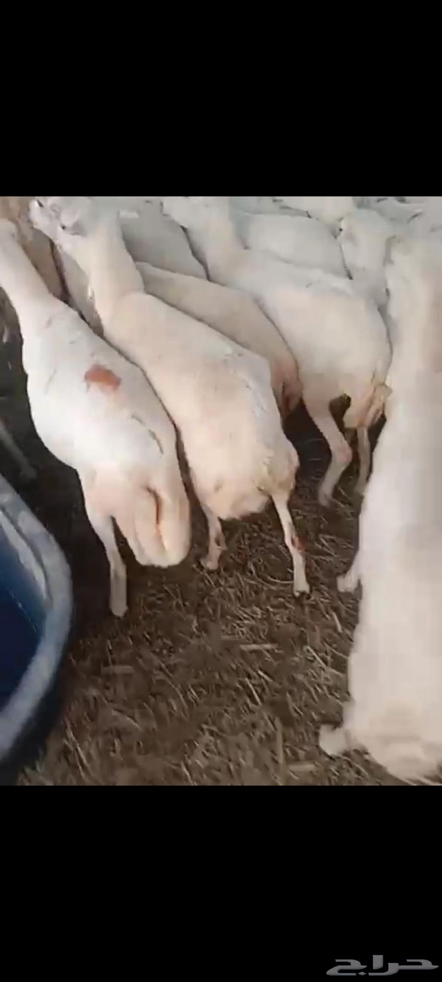 يوجد لدينا ضان رفيديات للبيع العدد 80راس منتجات منها 1064227858206723111