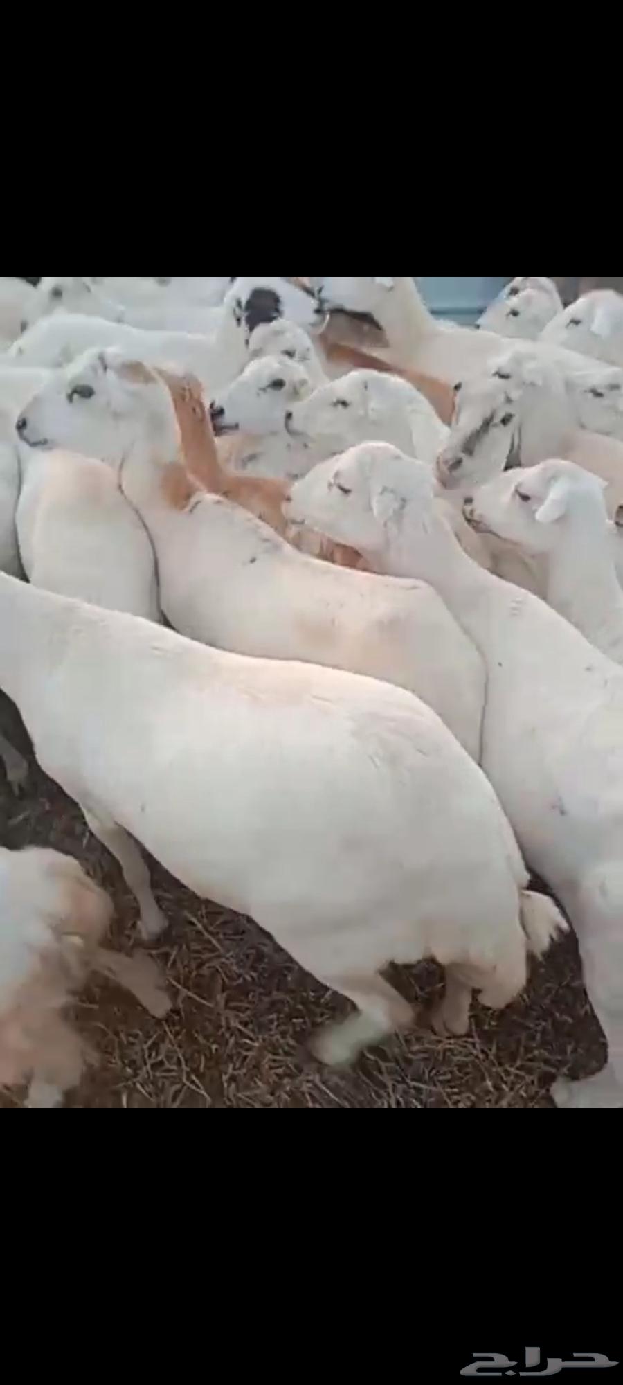 يوجد لدينا ضان رفيديات للبيع العدد 80راس منتجات منها 1064227858206723110