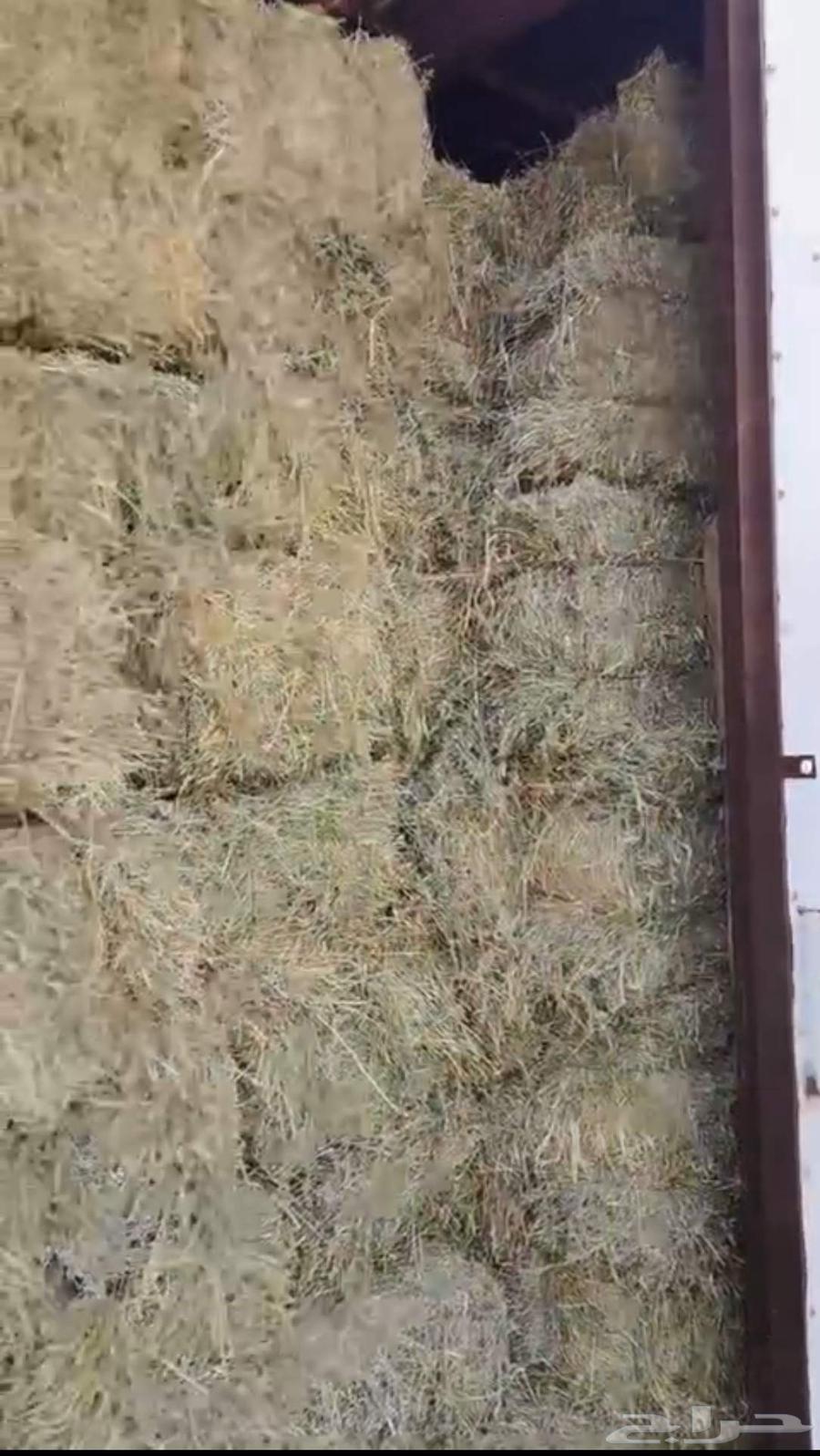 للبيع برسيم64227706671233111