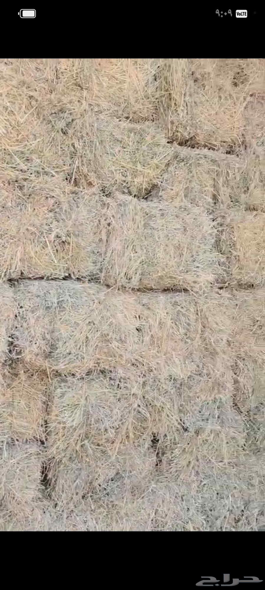 للبيع برسيم64227706671233112